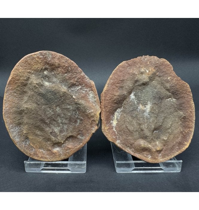 Rare Carboniferous Jellyfish in a Pebble from Illinois, USA (SKU OF3794):- Essexella asherea