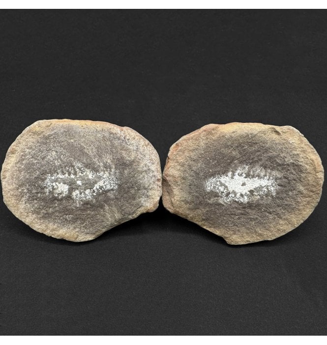 Rare Carboniferous Polychaete Worm in a Pebble from Illinois, USA (SKU OF4087):- Hystriciola delicatula