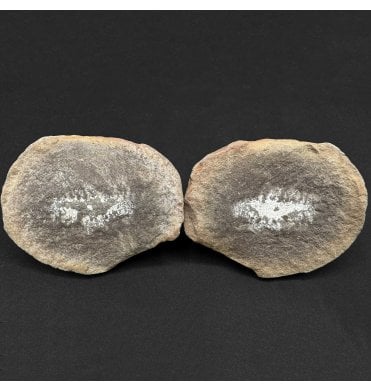 Rare Carboniferous Polychaete Worm in a Pebble from Illinois, USA (SKU OF4087):- Hystriciola delicatula