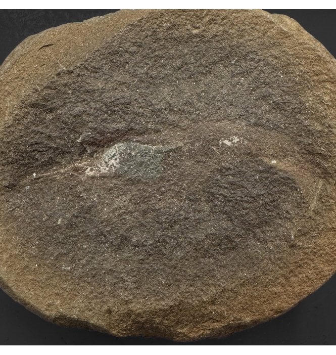 Rare Carboniferous Shrimp in a Pebble from Illinois, USA (SKU OF4194):- Belotelson magister