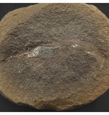 Rare Carboniferous Shrimp in a Pebble from Illinois, USA (SKU OF4194):- Belotelson magister