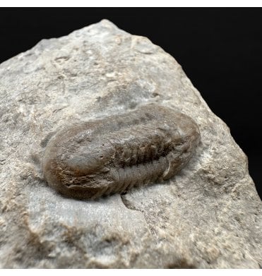 Rare Carboniferous Trilobite from Missouri, USA:- Comptonaspis swallowi (SKU T1518)