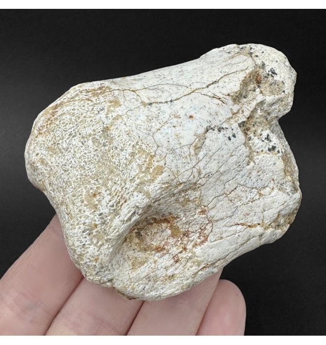 Rare Cretaceous Carnosaur Dinosaur Toe Bone from the Kem Kem Beds, Morocco, USA (SKU V9270):- Carcharodontosaurus cf. saharicus