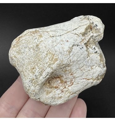 Rare Cretaceous Carnosaur Dinosaur Toe Bone from the Kem Kem Beds, Morocco, USA (SKU V9270):- Carcharodontosaurus cf. saharicus