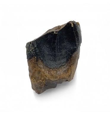 Rare Cretaceous Dinosaur (Ceratopsian) Tooth from South Dakota, USA (SKU V5418):- Triceratops horridus