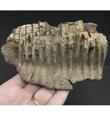 Rare Cretaceous Dinosaur Hadrosaurus Partial Jaw from Montana, USA (SKU V7014):- Edmontosaurus sp.