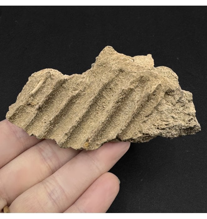 Rare Cretaceous Dinosaur Hadrosaurus Partial Jaw from South Dakota, USA (SKU V6066):- Edmontosaurus annectens