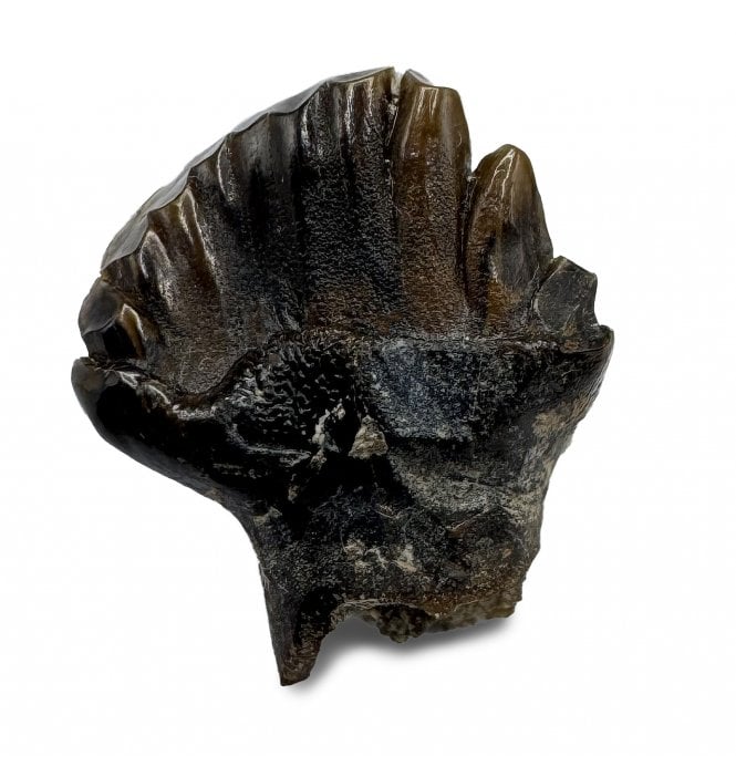 Rare Cretaceous Dinosaur (Nodosaurid) Tooth from the Judith River Formation, Montana, USA (SKU V8662):- Edmontonia cf. longiceps
