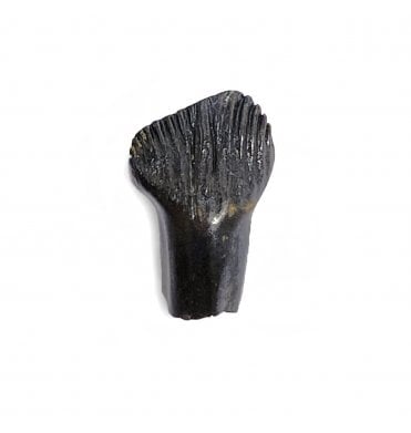Rare Cretaceous Dinosaur (Thescalosaurus) Tooth from Hell Creek Formation, Montana, USA (SKU V4890):- Thescalosaurus neglectus