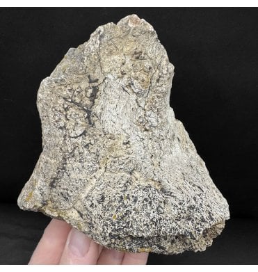 Rare Cretaceous Dinosaur Triceratops Frill Fragment from Montana, USA (SKU V8865):- Triceratops horridus