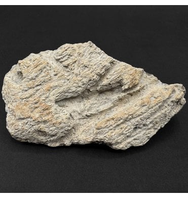 Rare Cretaceous Dinosaur Triceratops Frill Fragment from Montana, USA (SKU V9356):- Triceratops horridus
