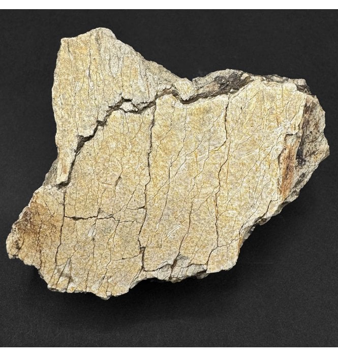 Rare Cretaceous Dinosaur Triceratops Frill Fragment from Montana, USA (SKU V9357):- Triceratops horridus