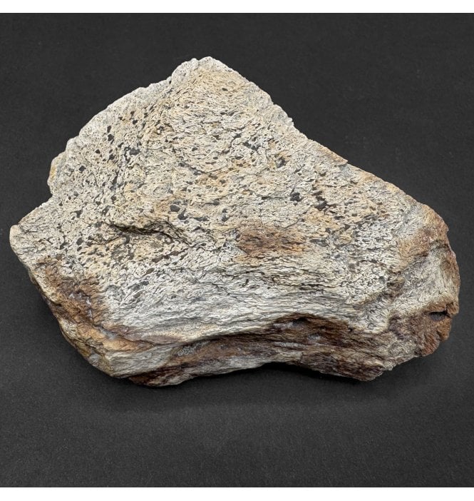 Rare Cretaceous Dinosaur Triceratops Frill Fragment from Montana, USA (SKU V9358):- Triceratops horridus
