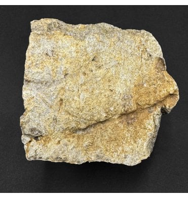 Rare Cretaceous Dinosaur Triceratops Frill Fragment from Montana, USA (SKU V9359):- Triceratops horridus