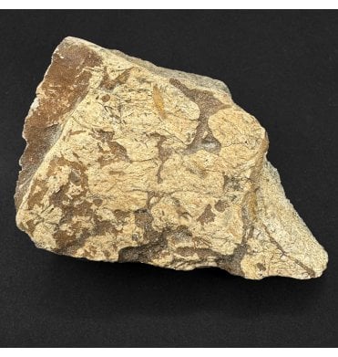 Rare Cretaceous Dinosaur Triceratops Frill Fragment from Montana, USA (SKU V9360):- Triceratops horridus