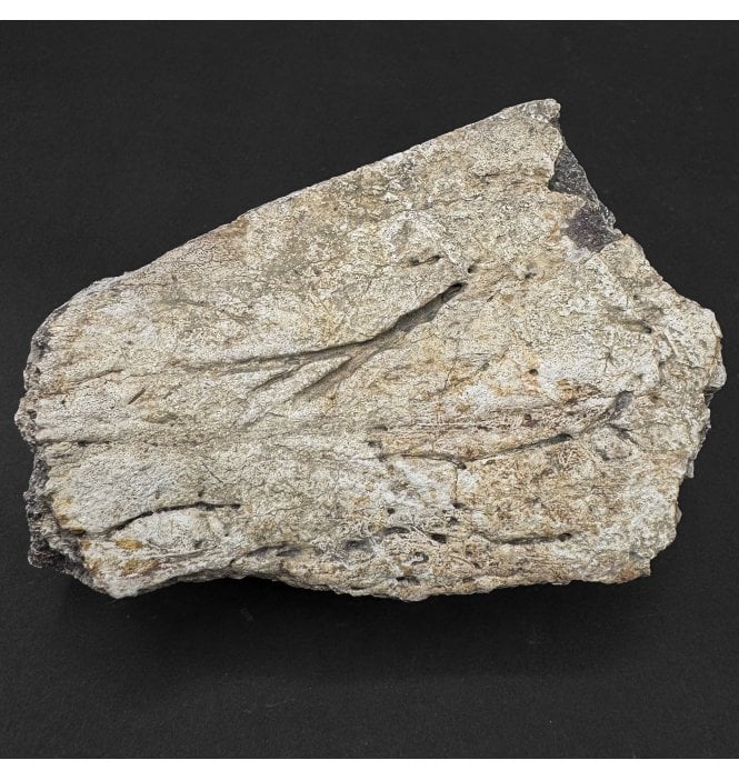 Rare Cretaceous Dinosaur Triceratops Frill Fragment from Montana, USA (SKU V9361):- Triceratops horridus