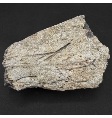 Rare Cretaceous Dinosaur Triceratops Frill Fragment from Montana, USA (SKU V9361):- Triceratops horridus