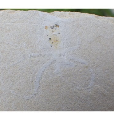 Rare Cretaceous Fossil Octopus from the Lebanon (SKU OF0691):- Styletoctopus annae