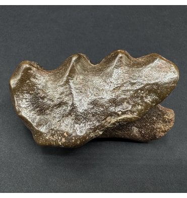 Rare Cretaceous Lung Fish Tooth Plate from Kem Kem, Morrocco (SKU V9226):- Ceratodus cf. arganensis