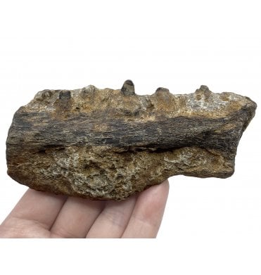 Rare Cretaceous Mosasaurus (Marine Reptile) Jaw from Texas, USA (SKU V5083):- Mosasaurus sp. indet