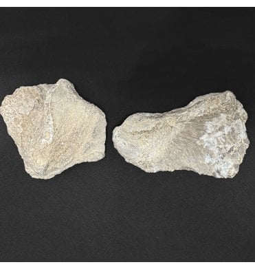 Rare Cretaceous Pterosaur Bones from Niobrara Formation, Kansas, USA (SKU V8819):- Pteranodon longiceps
