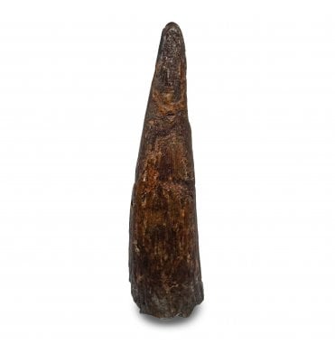 Rare Cretaceous Pterosaur Tooth from Kem Kem, Morocco (SKU V6487):- Siroccopteryx moroccensis