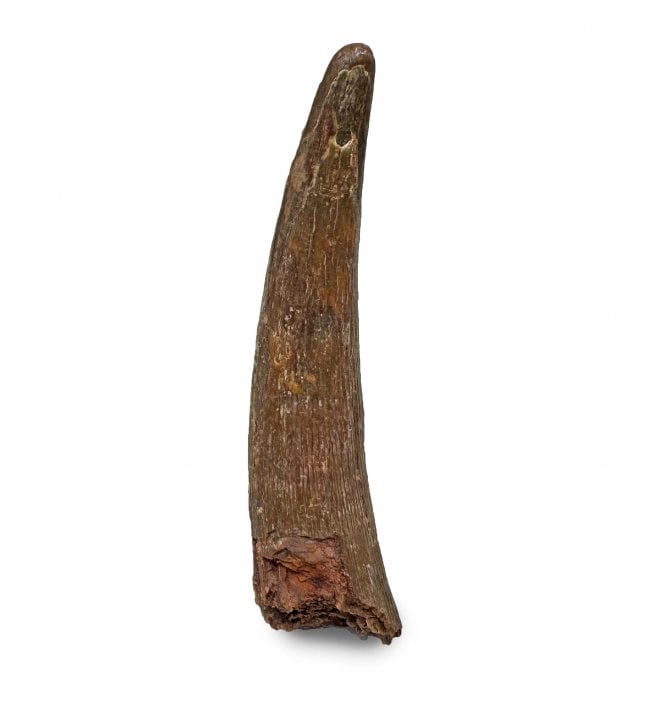 Rare Cretaceous Pterosaur Tooth from Kem Kem, Morocco (SKU V6507):- Siroccopteryx moroccensis