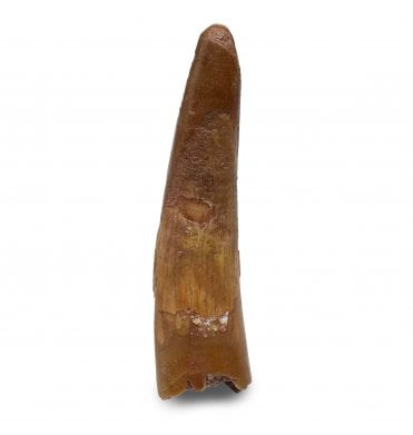 Rare Cretaceous Pterosaur Tooth from Kem Kem, Morocco (SKU V6508):- Siroccopteryx moroccensis