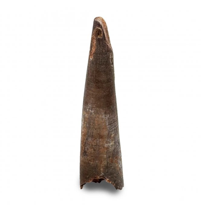 Rare Cretaceous Pterosaur Tooth from Kem Kem, Morocco (SKU V6525):- Siroccopteryx moroccensis