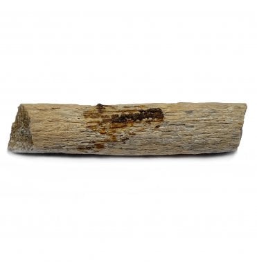 Rare Dinosaur Dinosaur (Hadrosaur) Ossified Tendon from Montana, USA (SKU V4904):- Edmontosaurus annectens