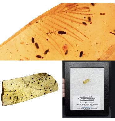 Rare Dinosaur Feather in Cretaceous Burmese Amber from Myanmar (Burma) (SKU OF4132)