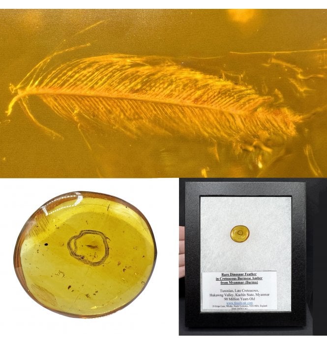 Rare Dinosaur Feather in Cretaceous Burmese Amber from Myanmar (Burma) (SKU OF4133)