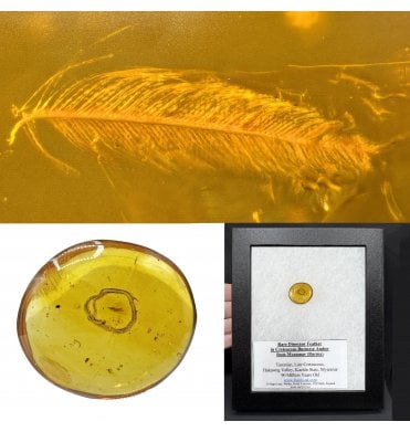 Rare Dinosaur Feather in Cretaceous Burmese Amber from Myanmar (Burma) (SKU OF4133)