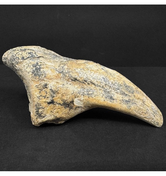 Rare Early Cretaceous Theropod (Spinosaurid) Dinosaur Hand Claw The Elrhaz Formation, Niger, Eastern Africa (SKU V8938):- Suchomimus tenerensis