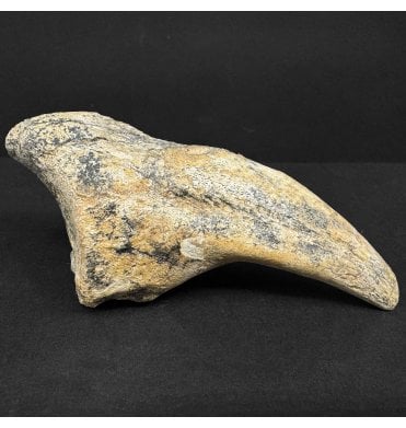 Rare Early Cretaceous Theropod (Spinosaurid) Dinosaur Hand Claw The Elrhaz Formation, Niger, Eastern Africa (SKU V8938):- Suchomimus tenerensis