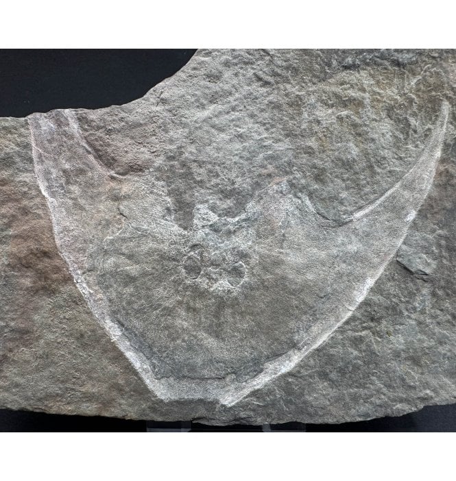 Rare Early Devonian Armoured Jawless Fish Head from Ukraine (SKU V6988):- Zenaspis podolica