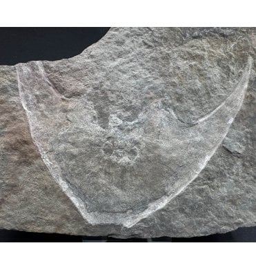 Rare Early Devonian Armoured Jawless Fish Head from Ukraine (SKU V6988):- Zenaspis podolica