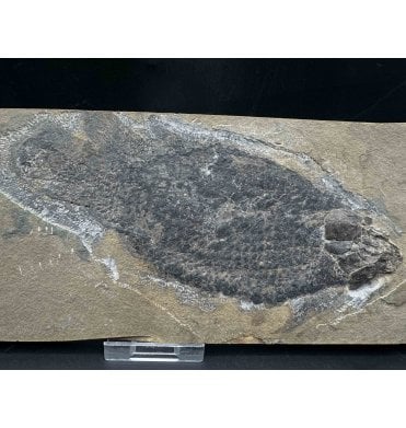 Rare Early Devonian “Lungfish” Fossil Fish from Caithness, Scotland (SKU V7703):- Dipterus valenciennesi