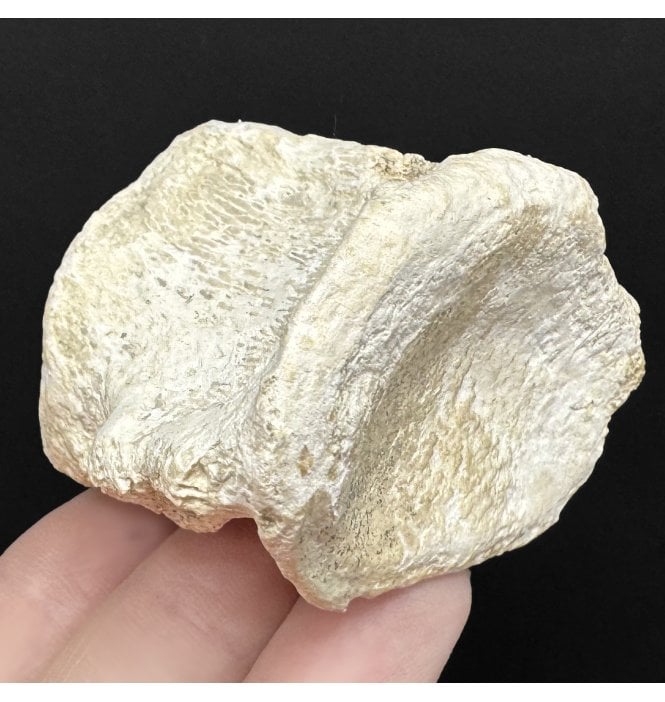 Rare Early Oligocene Brontotherium Vertebra from the White River Badlands, South Dakota, USA (SKU V9017):- Brontops (Megacerops) robustus