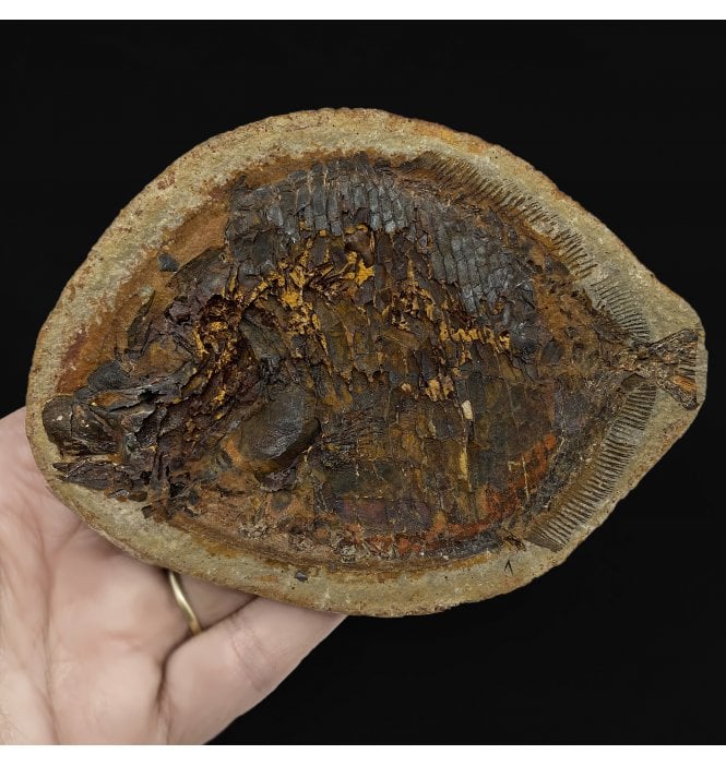 Fossils-UK.com | Rare Early Triassic Fossil Bony Fish from Sankamena ...