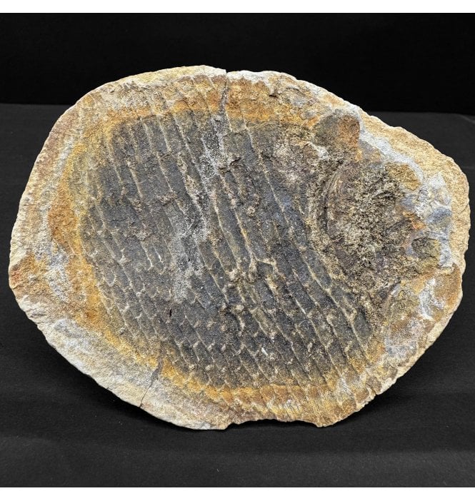 Rare Early Triassic Fossil Bony Fish in a pebble from Sankamena Formation, Madagascar (SKU V8307):- Bobastrania mahavica