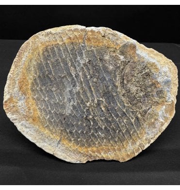 Rare Early Triassic Fossil Bony Fish in a pebble from Sankamena Formation, Madagascar (SKU V8307):- Bobastrania mahavica