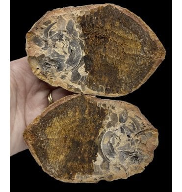 Rare Early Triassic Fossil Bony Fish in a Pebble from Sankamena, Madagascar (SKU V5190):- Bobastrania mahavica