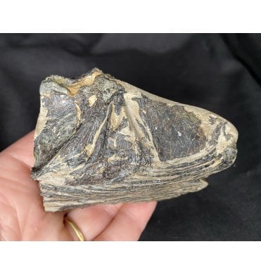 Rare Eocene Bony Fossil Fish Skull form Isle of Sheppey, England (SKU V2641):- Rhynchorrhinus sp. indet