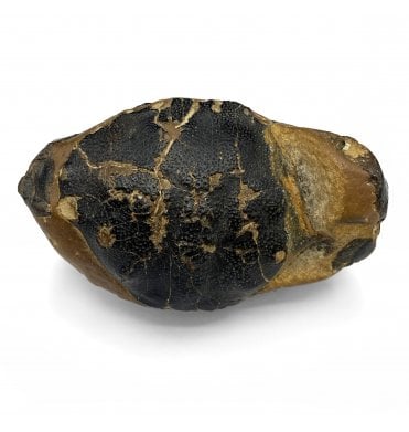 Rare Eocene Fossil Crab from the Isle of Sheppey, England (SKU OF2649):- Zanthopsis leachii