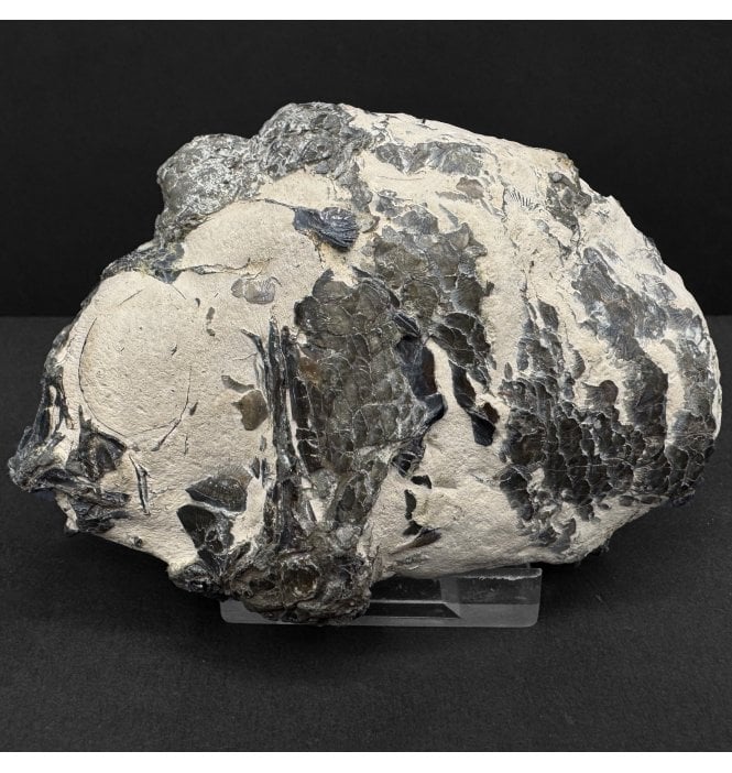 Rare Eocene Fossil Fish Skull from the Isle of Sheppey, England (SKU V8762):- Sciaenurus bowerbanki