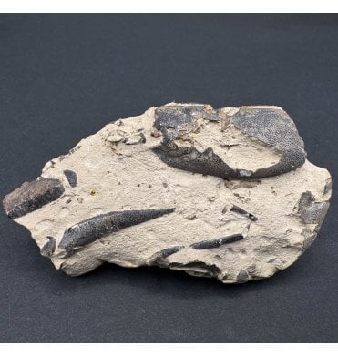 Rare Eocene Fossil Lobster from Isle of Sheppey, England (SKU OF3456):- Hoploparia gammeroides