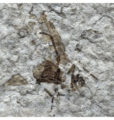 Rare Eocene Fossil Wasp from Wyoming, USA (SKU V4259)