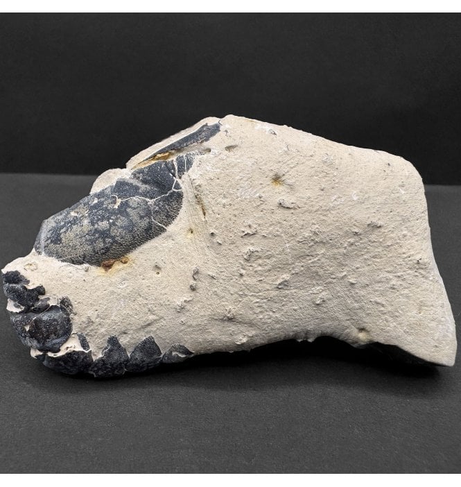 Rare Eocene, London Clay, Fossil Lobster from Isle of Sheppey, England (SKU OF4013):- Hoploparia gammeroides