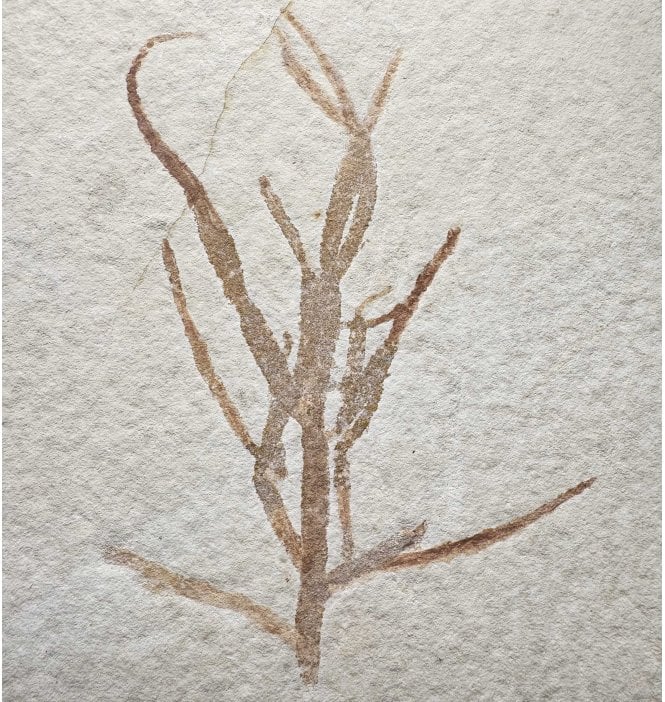 Rare Fossil Conifer Plant from the Upper Jurassic of Germany (SKU OF4158):- Brachyphyllum sp.